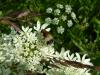 Leucozona lucorum